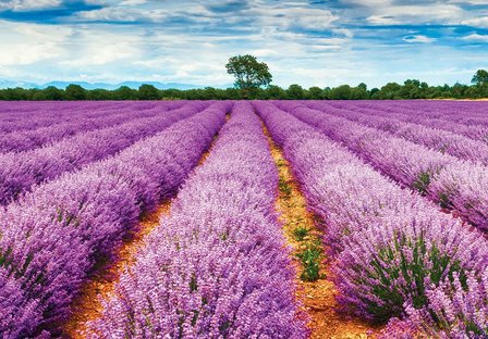 Lavendelveld fotobehang Provence