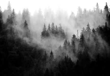 Misty Forest fotobehang zwart wit