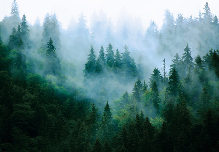Misty Forest behang II