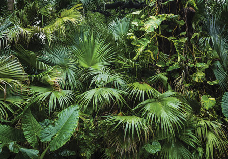 Botanisch behang Tropical Wall