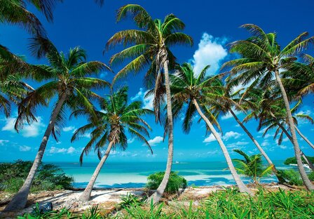 Strand fotobehang Palm Beach Paradise