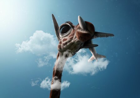 Giraffe fotobehang Vliegtuig