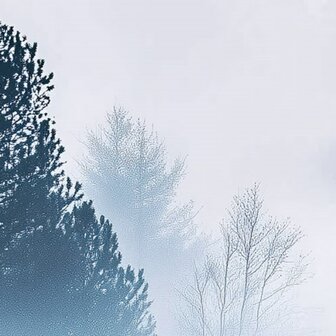 Bos fotobehang Foggy Forest