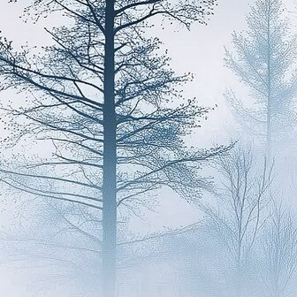 Bos fotobehang Foggy Forest