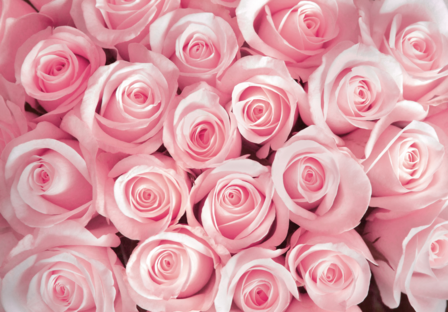 Rozen behang roze