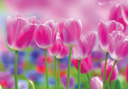 Roze Tulpen fotobehang