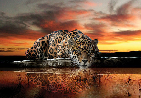 Jaguar fotobehang