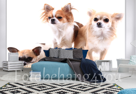Chihuahua behang