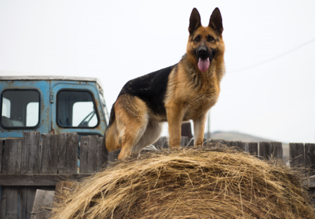 Duitse herder fotobehang