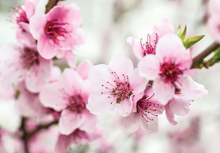 Kersenbloesem fotobehang bloemen