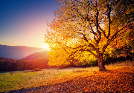 Boom in de herfst behang