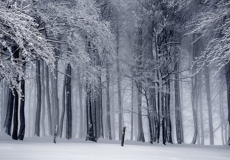 winters Bos fotobehang