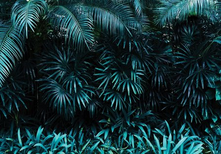 Palmbladeren fotobehang