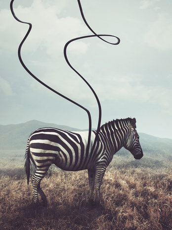 Zebra fotobehang streepje los