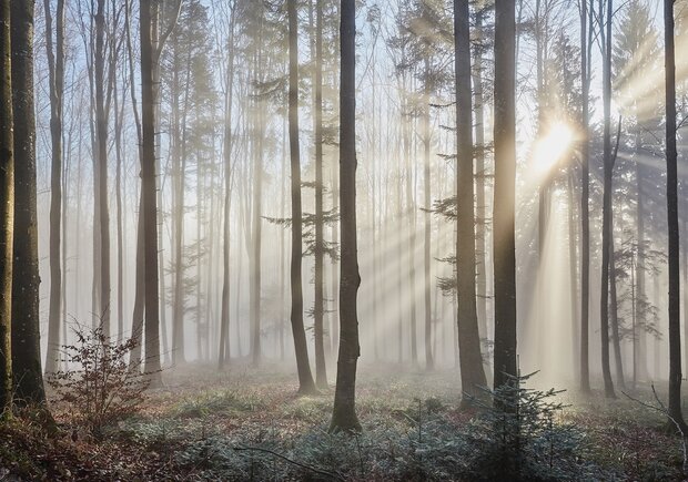 Bos behang Zonnestralen in de mist