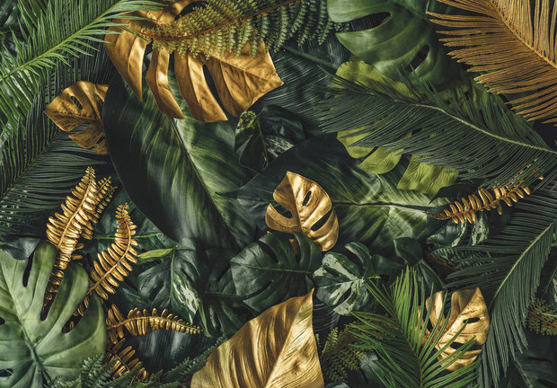Het kiespijn Haan Monstera bladeren behang Groen Goud | Fotobehang4you - Fotobehang4you