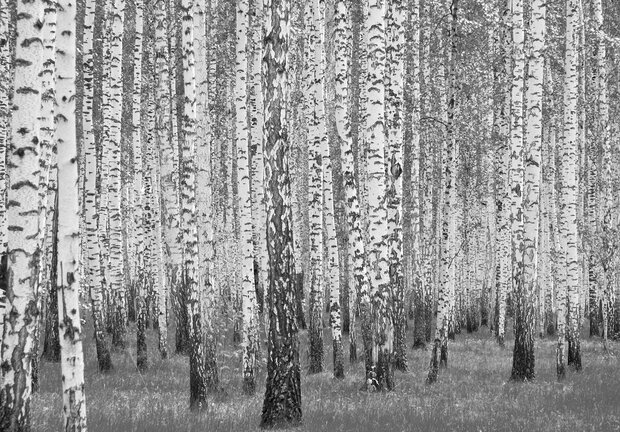 Berkenbomen fotobehang Zwart Wit
