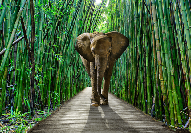 Olifant fotobehang Bamboebos