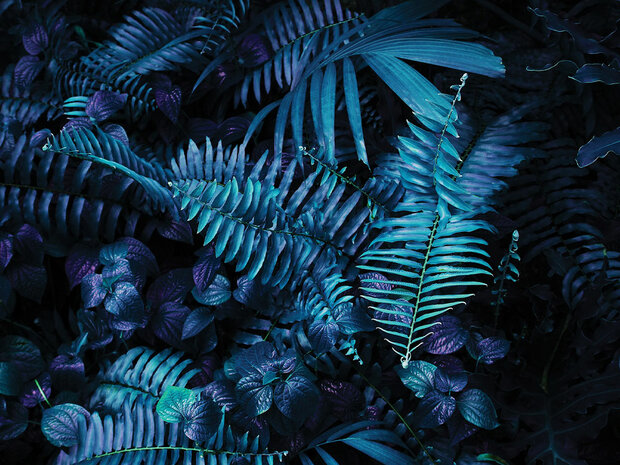 Palmbladeren fotobehang blauw