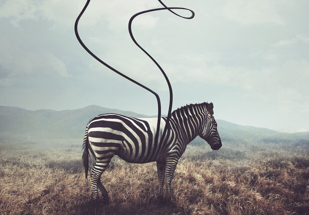 Zebra fotobehang Streepje los