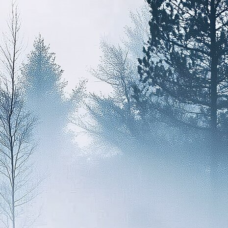 Bos fotobehang Foggy Forest
