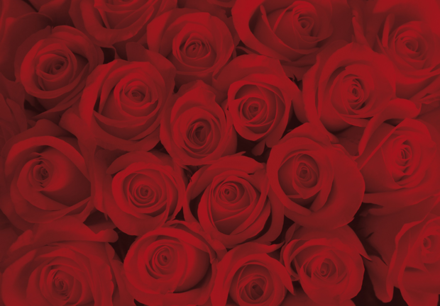 rode rozen behang