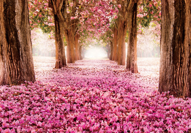 Bloesembomen fotobehang roze