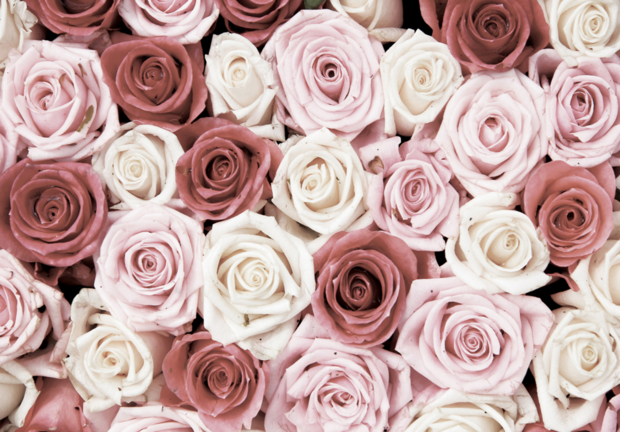 Rozen fotobehang oud-roze