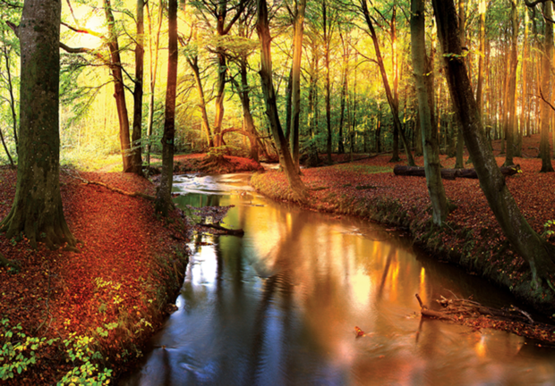 Bos fotobehang Bosbeek