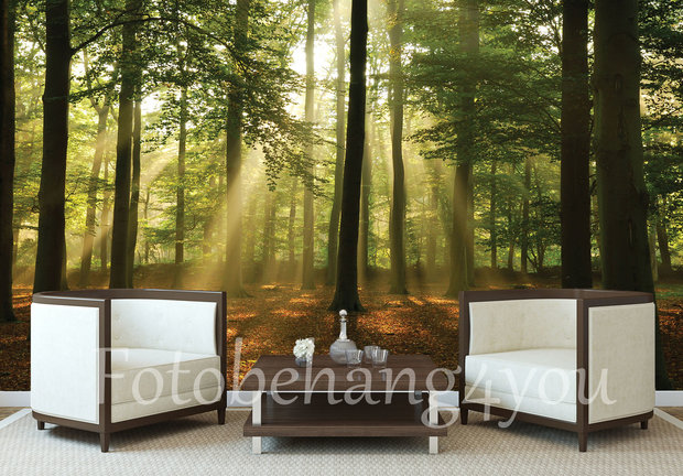 Bos fotobehang Zonnestralen