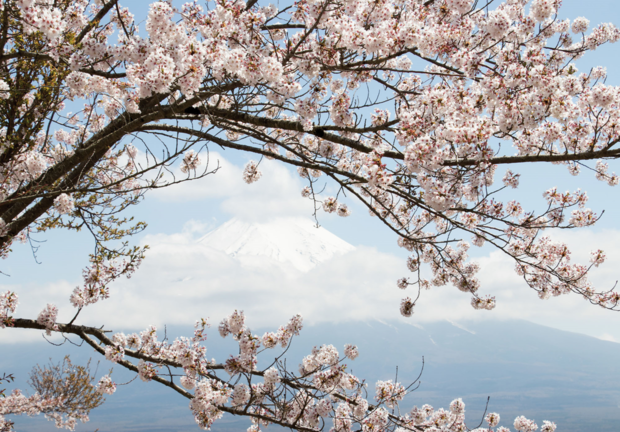 Kersenbloesem fotobehang Mount Fuji