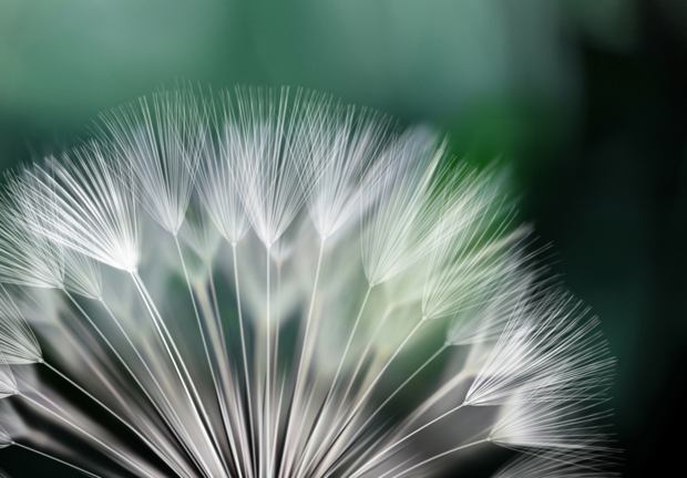 Dandelion fotobehang