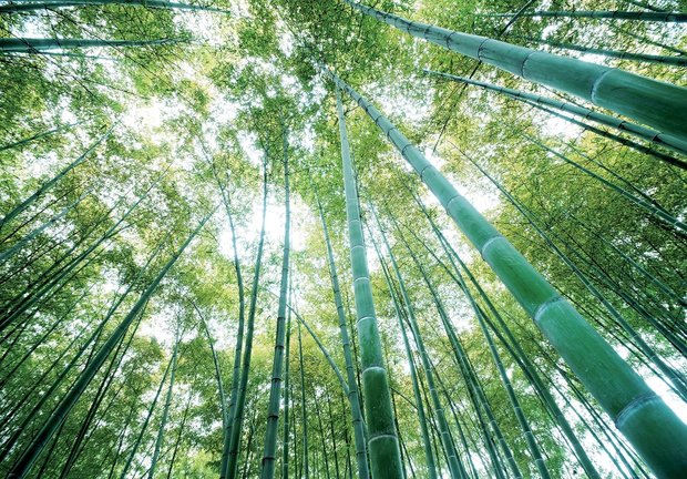 Bamboe bos fotobehang