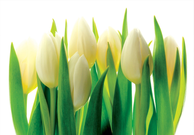 Witte Tulpen fotobehang