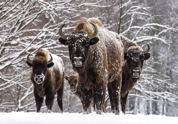 Europese bizon fotobehang wisent