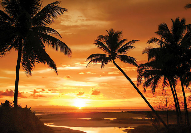Palmen fotobehang zonsondergang