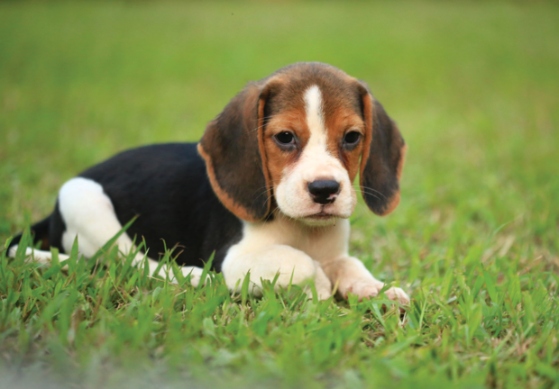 Beagle fotobehang