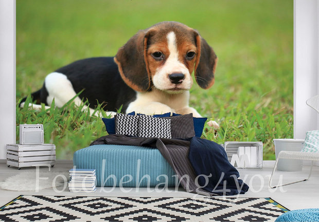 Beagle behang