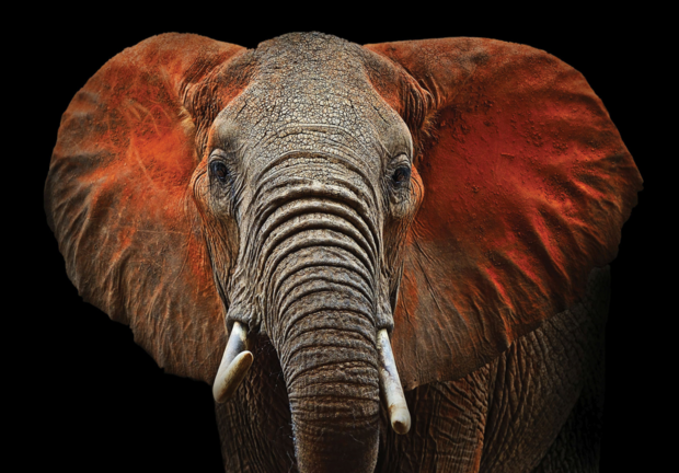 Afrikaanse olifant fotobehang