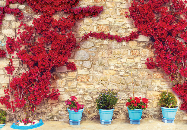 Bloemenmuur fotobehang bougainville