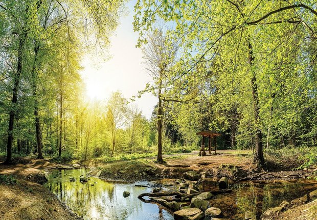 Bos fotobehang Bosbeek 2