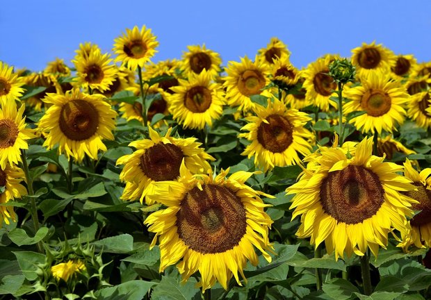 Zonnebloemen fotobehang