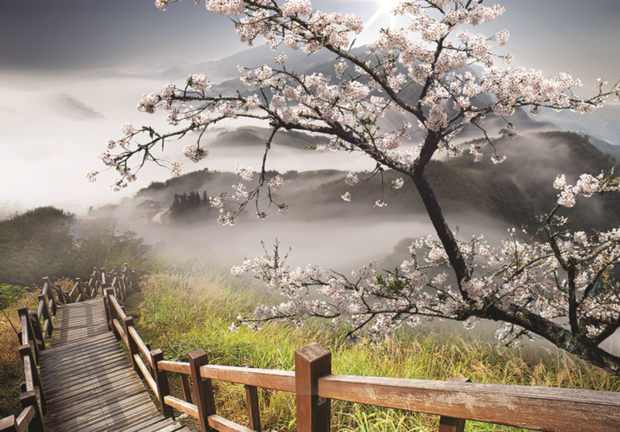 Cherry blossom fotobehang Misty Mountains