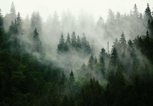 Misty Forest fotobehang
