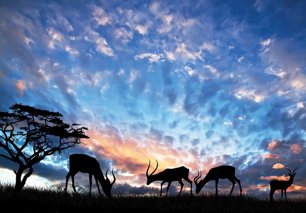 Herten fotobehang zonsondergang