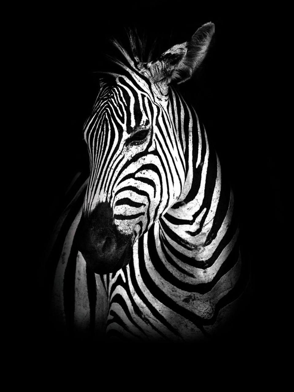 Serena vieren nooit Zebra fotobehang zwart-wit - Fotobehang4you