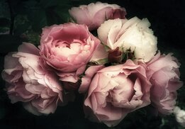 Pioenrozen Boeket I fotobehang Roze