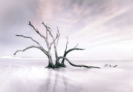 Eenzame boom fotobehang 1