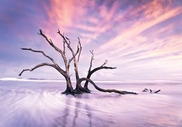 Eenzame boom fotobehang 2