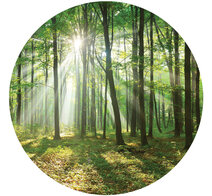 Behangcirkel Bos met zonlicht